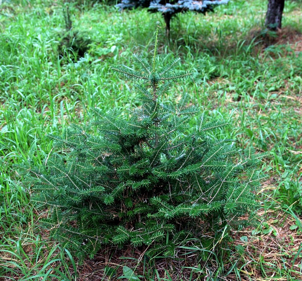 8-летнее деревце в полутени. Высота 60 см, ширина кроны равна высоте. Прирост постепенно увеличивается и уже достиг 15 см в год. Повреждения если когда-то и были, то уже не видны. Состояние вполне приличное.  