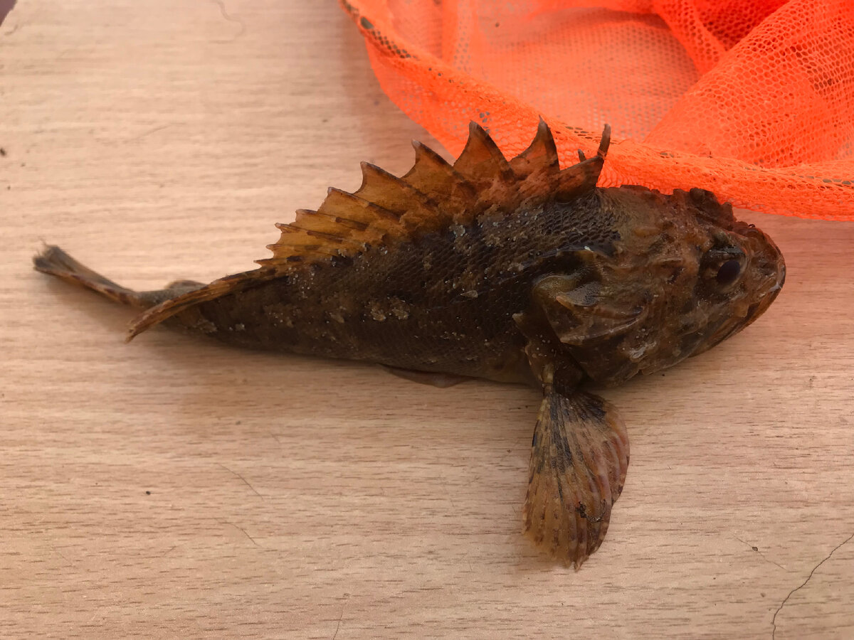 Не трогай меня, ужалю