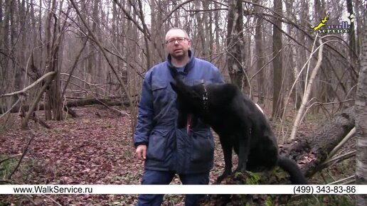 Дрессировка собак, теория дрессировки, основы, общая схема (2-я редакция)