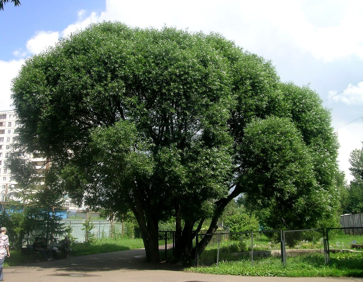 Ива ломкая 