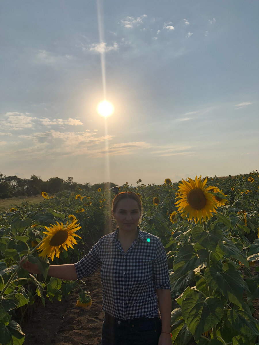 Фото: Хатуна Колбая. Поле подсолнухов в Кахетии