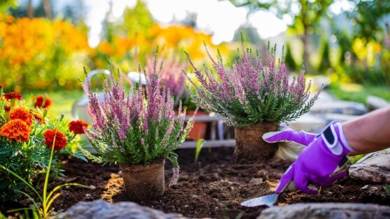    Какие цветы не боятся засухи: 5 красивых и выносливых растений для сада Татьяна Сидорова