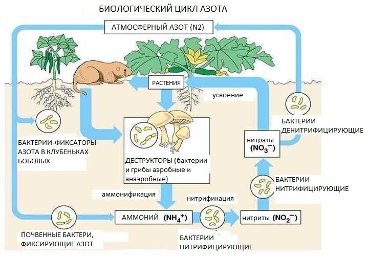 Фото с сайта https://iplants.by/formy-usvoenie-i-vliyanie-azota-na-rasteniya/
