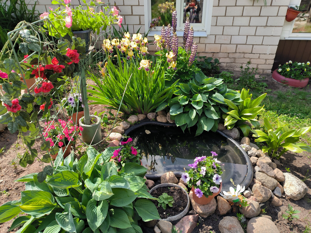 Многолетники ирисы и люпин уже из середины мая начинают радовать своим цветением, хосты и безвременник своей зеленью. 