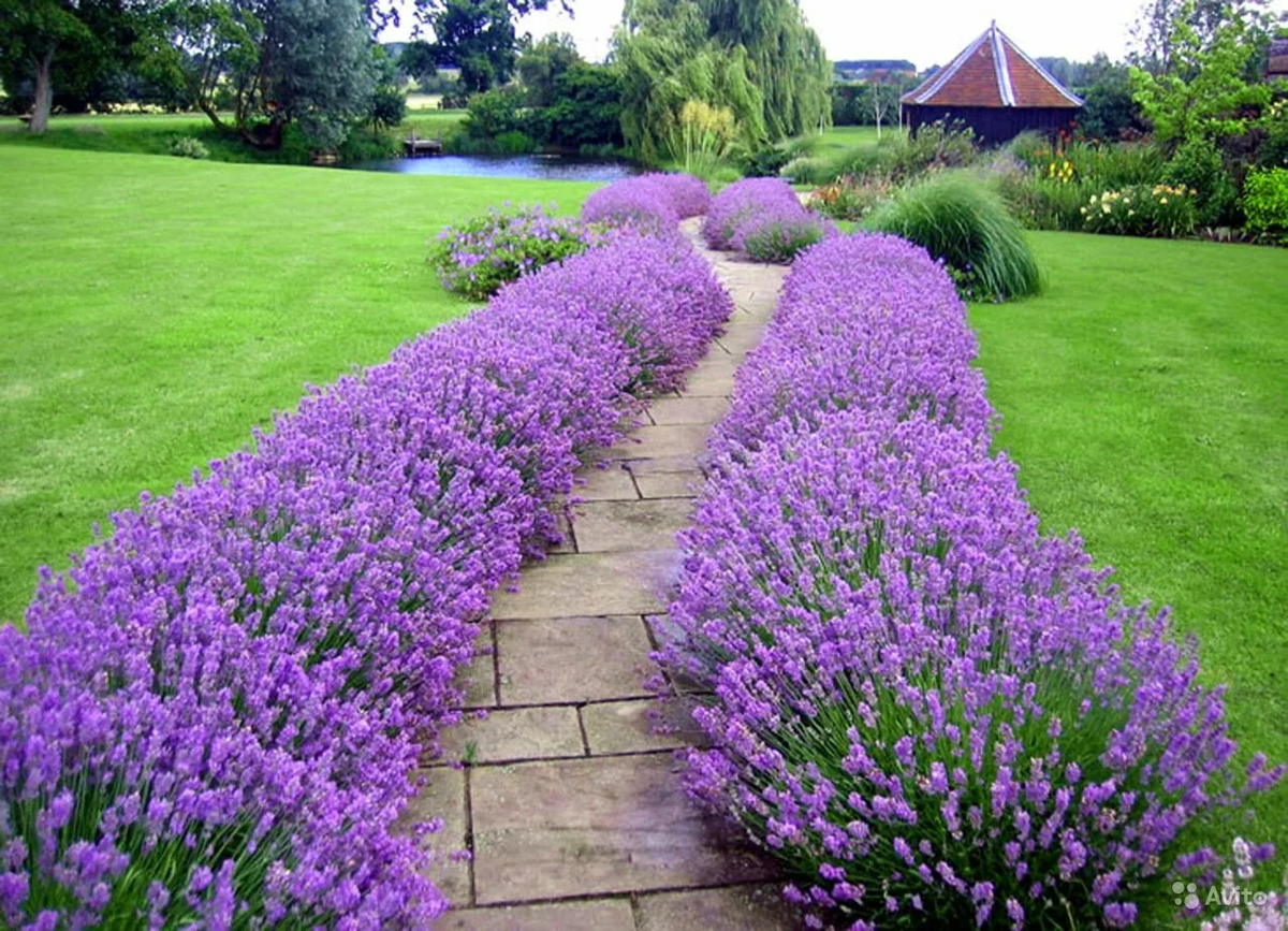 Фотография взята из источника yandex.ru