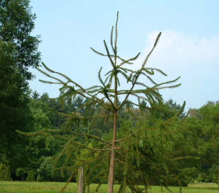 Фото ели Виргата из открытых источников