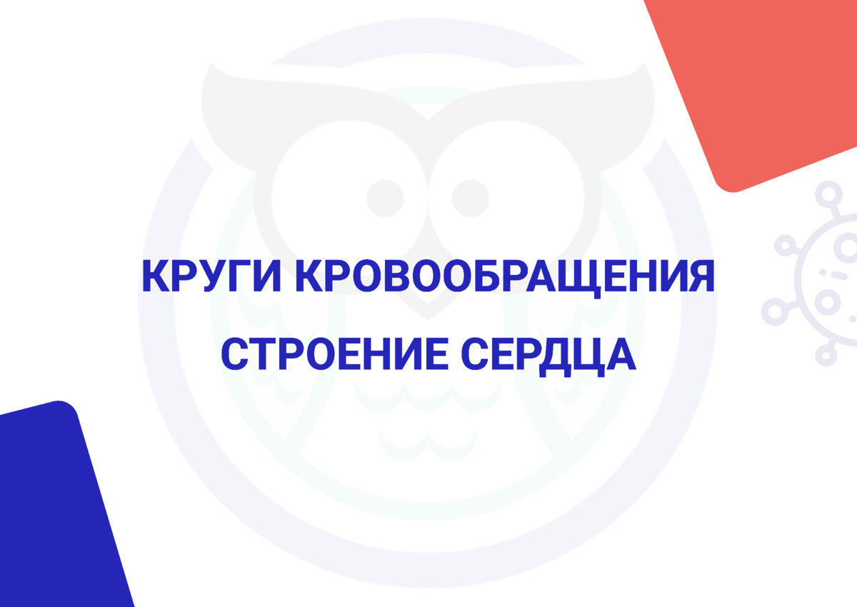 Круги кровообращения. Строение сердца. Сердечный цикл | СтадикÓн - онлайн  школа | ОГЭ | ЕГЭ | Дзен