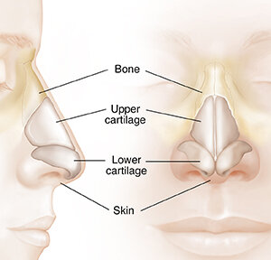 Нос образован: костной частью (bone), хрящами (upper/lower cartilage), кожей (skin)