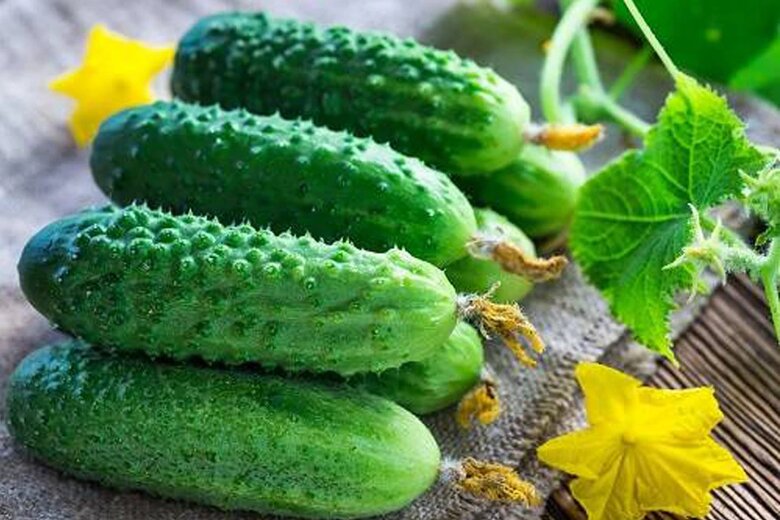 Огурцы заплодоносили: какие удобрения на данном этапе способны повысить ...