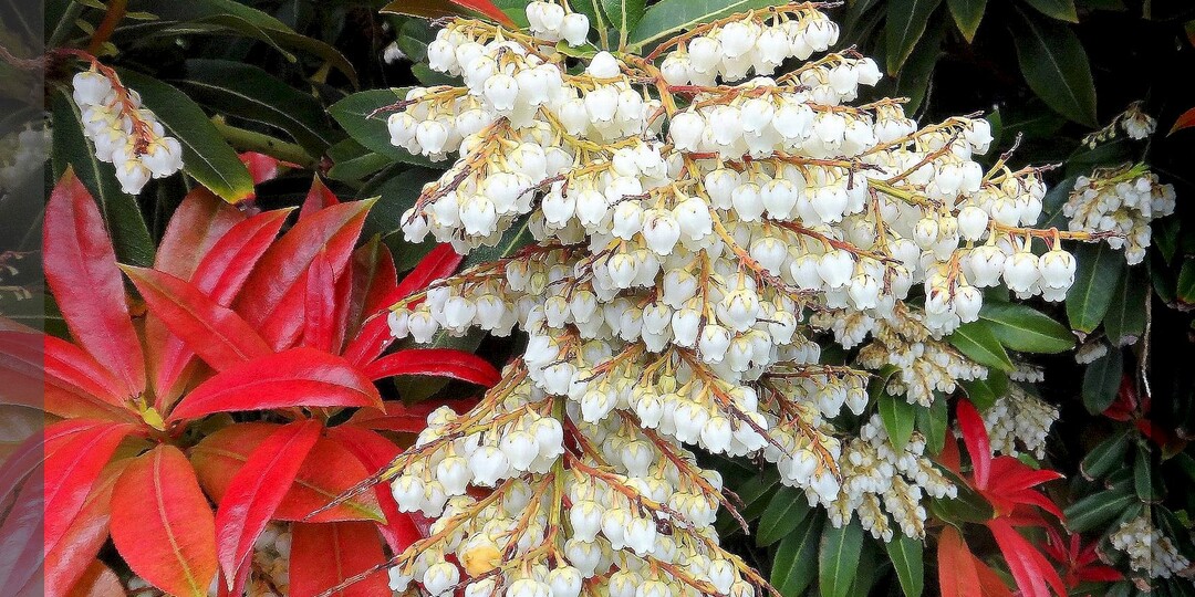 Удивительной красоты растения, которые идеально подойдут для тенистого сада и не потребуют больших усилий в уходе