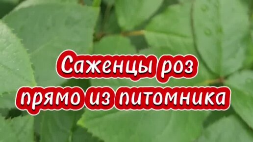 Питомник Росток 🌱 | 🌹 Саженцы роз прямо из питомника 🌹 | Дзен