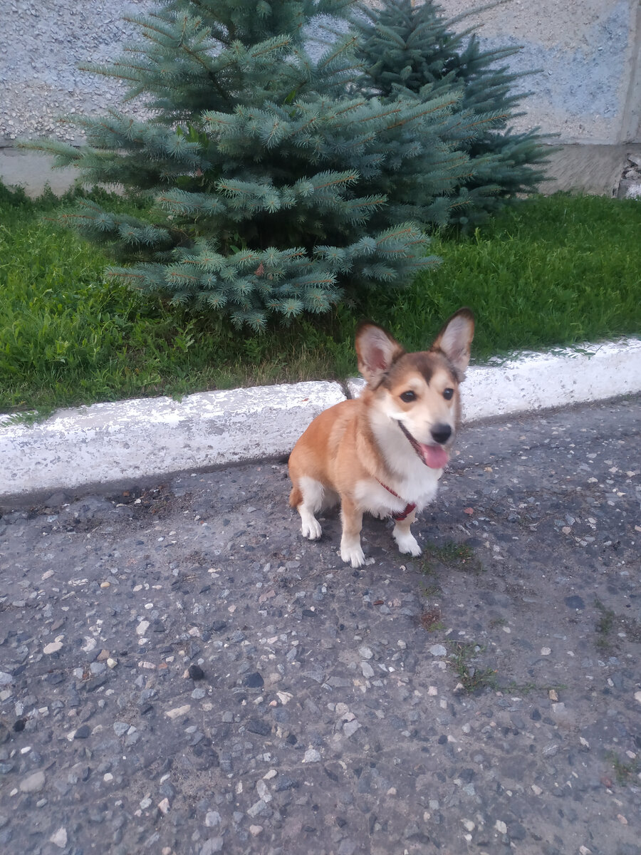 Марго породы Дорги позирует на фоне ёлочек