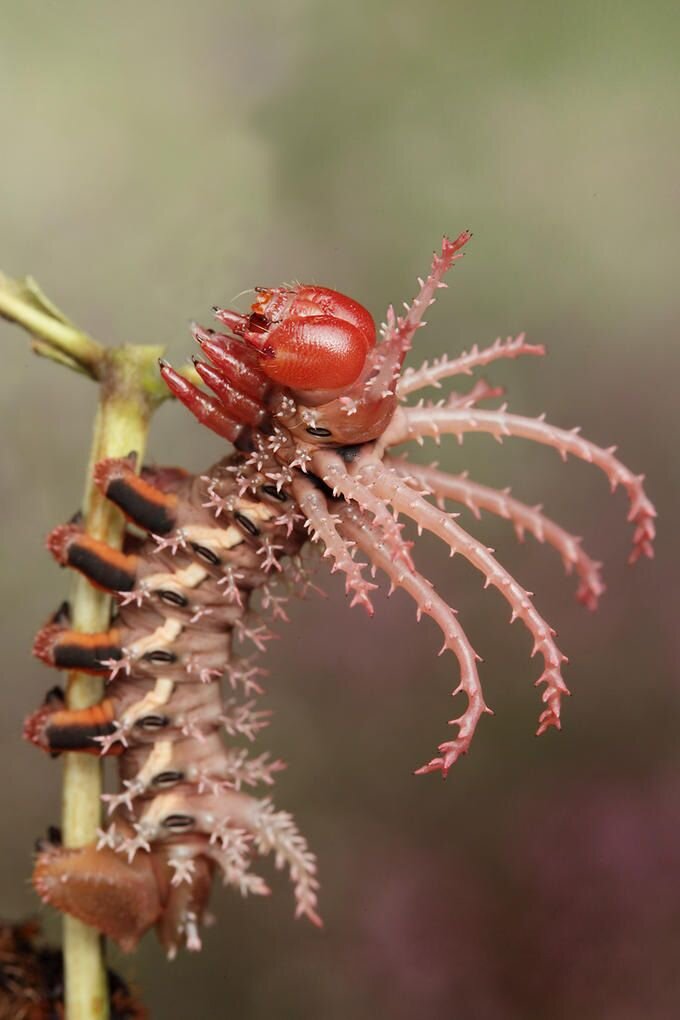 Есть несколько насекомых, которые могут быть опасными для человека в разных аспектах. Вот некоторые из них:

1. Пчелы и осы: При укусе пчелы или осы может возникнуть сильная боль, отек, краснота и иногда аллергические реакции. У некоторых людей может быть аллергия на укусы этих насекомых, что может вызвать серьезные аллергические реакции, такие как анафилаксия.

2. Клещи: Клещи являются переносчиками различных инфекций, включая болезнь Лайма (лимфатический боррелиоз) и клещевой энцефалит. Эти заболевания могут вызывать различные симптомы и потенциально оказывать серьезное воздействие на здоровье человека.

3. Комары: Комары могут быть переносчиками различных инфекций, включая малярию, денге, желтую лихорадку и другие. В зависимости от региона и вида комаров, они могут представлять разные уровни риска.

4. Пауки: Некоторые виды пауков, такие как черная вдова или бразильская блестящая паук, могут быть ядовитыми и вызывать серьезные реакции укусов. Однако в большинстве случаев укусы пауков не являются опасными для здоровья человека.

5. Оводы: Оводы являются кровососущими насекомыми, и их укусы могут вызывать болезненные и зудящие реакции у людей. Они также могут быть переносчиками инфекций.

6. Клопы: Клопы могут быть переносчиками инфекций, таких как хронический хагес, которая вызывает сердечно-сосудистые проблемы у людей.

Это лишь несколько примеров опасных насекомых. Важно принимать меры предосторожности, когда находитесь в областях, где эти насекомые распространены, и обратиться к медицинскому специалисту, если возникают серьезные симптомы после укуса.