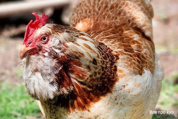20 главных причин почему куры перестали нести яйца