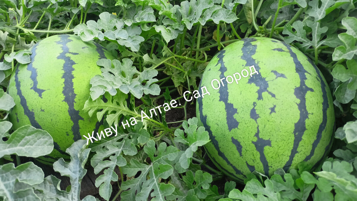 Арбуз на грядке. Арбуз на огороде растет. Dolby арбуз. Арбуз на грядке. Когда убирать арбузы с огорода.