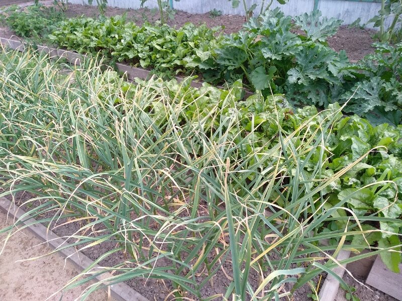 Грядка чеснока. 10 июля 2021 год. Московская область