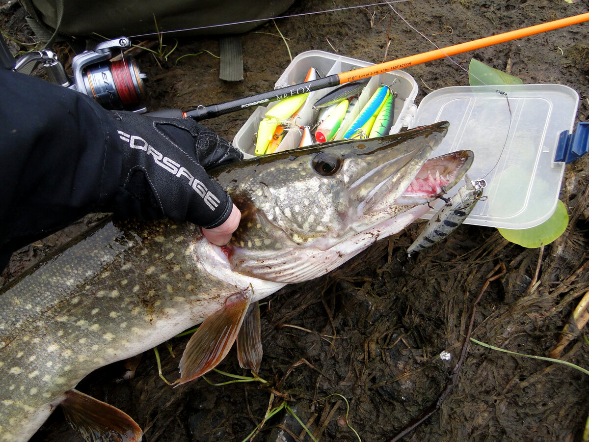 С  собой беру несколько маленьких коробок с приманками, расчет на то, чтобы они обязательно влезали в карманы, так как рыбалка ходовая.