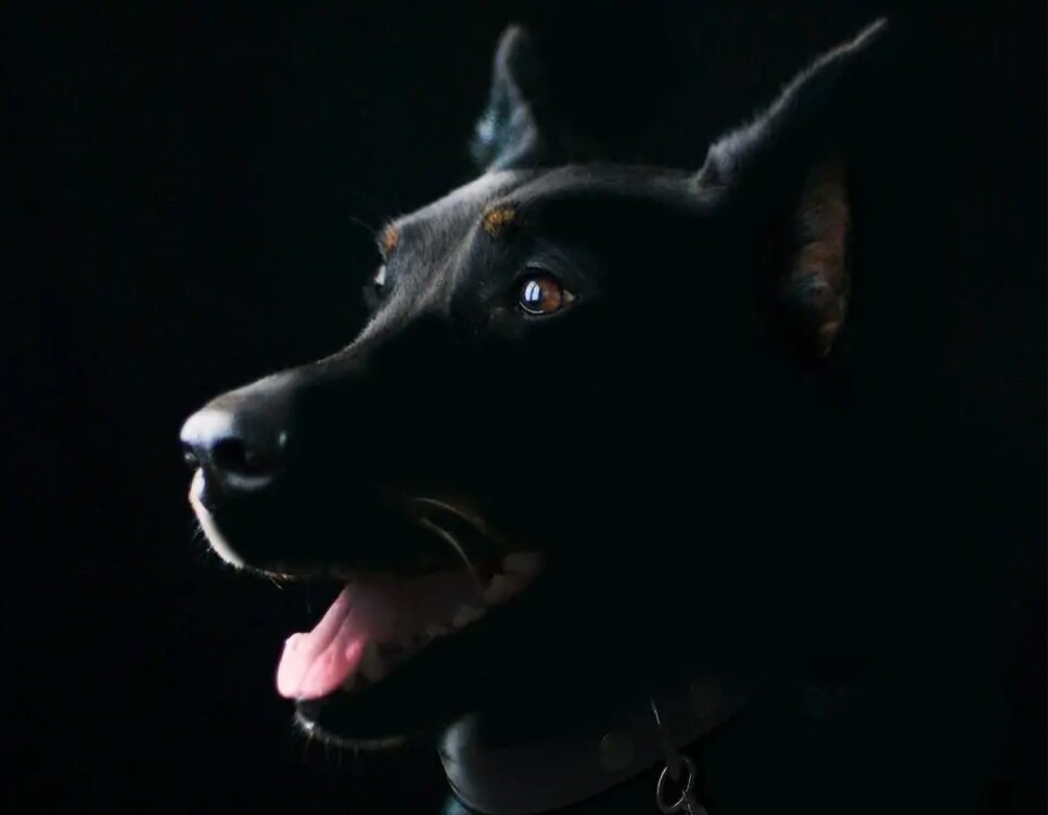 Канис пантер (Фото: https://yourdogadvisor.com/canis-panther/)