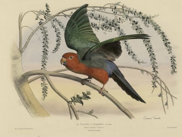 Травье, Эдуард. 1804-1876 Попугай сидящий на ветке XIX в. Коллекция Эрмитажа, фотография взята в иллюстративных целях