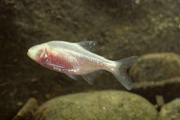 Незрячий Astyanax mexicanus 