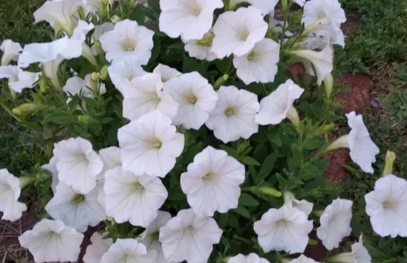 Ампельная петуния Shock Wave самая компактная. Идеальна для балкона