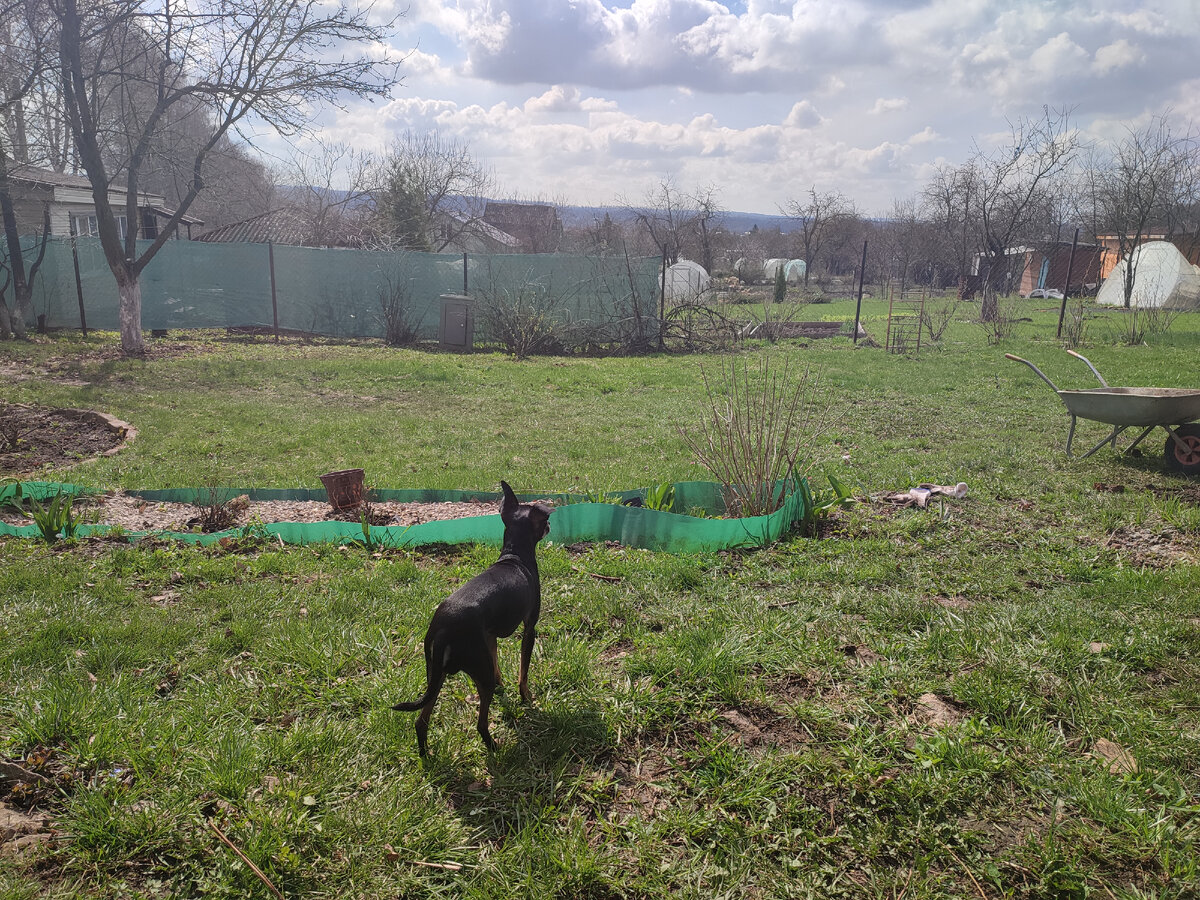 Чудесное субботнее утро. Мой пёсель на прогулке, а я наслаждаюсь солнышком. 