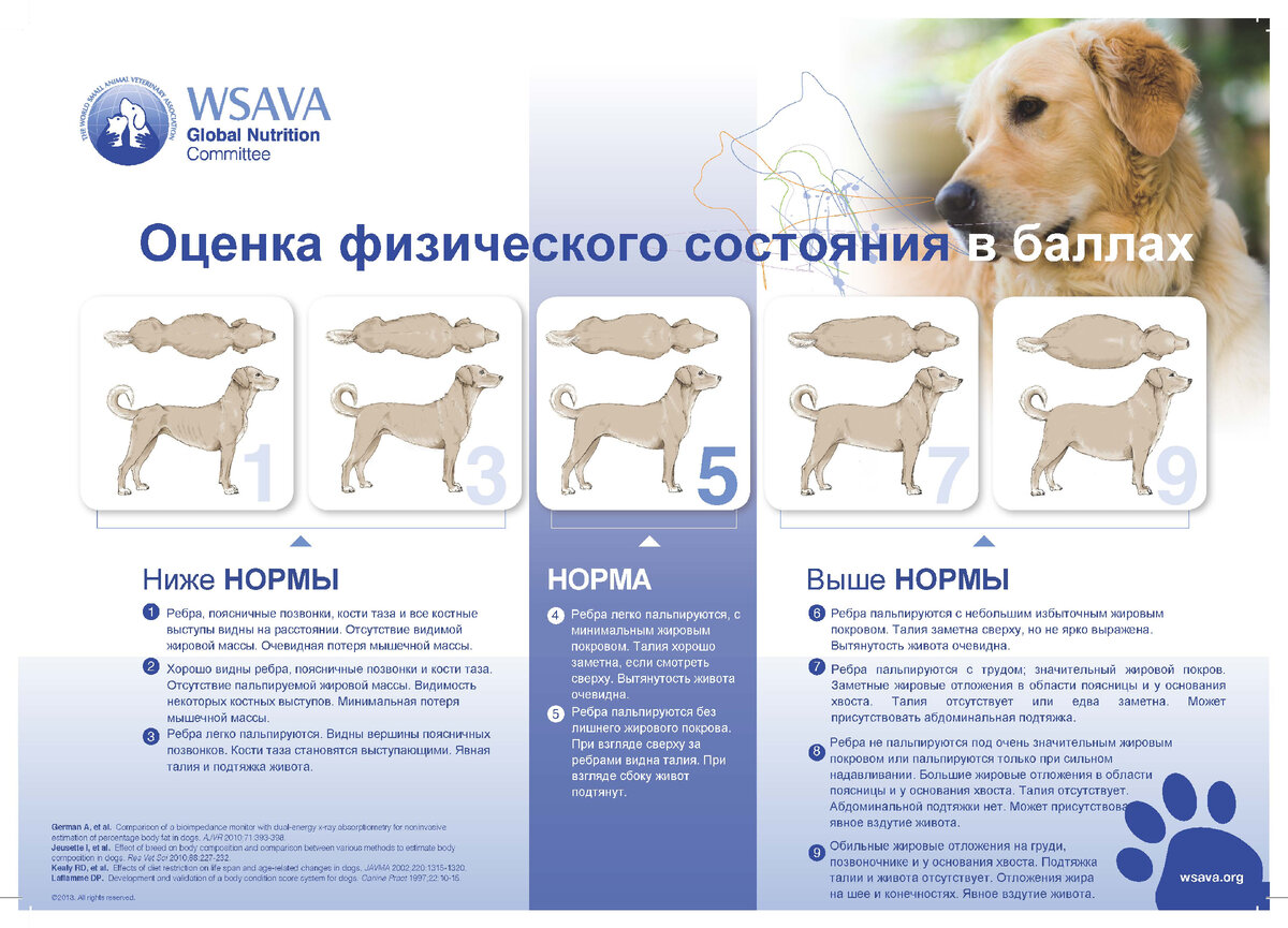 Полнота собаки