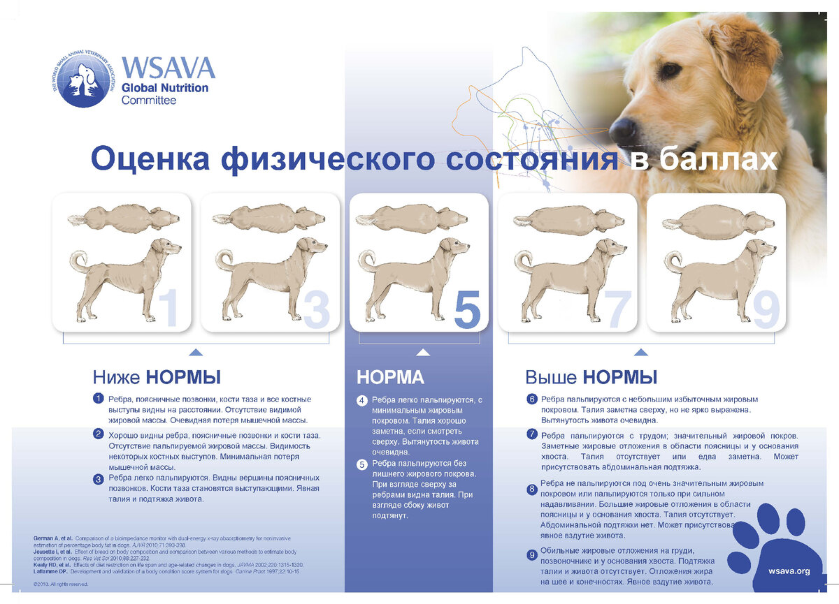 Лишний вес vs здоровый вес: как рассчитать оптимальный вес питомца и  уберечь его от ожирения? | 6afia 9tudio: Собаки в цифре | Дзен