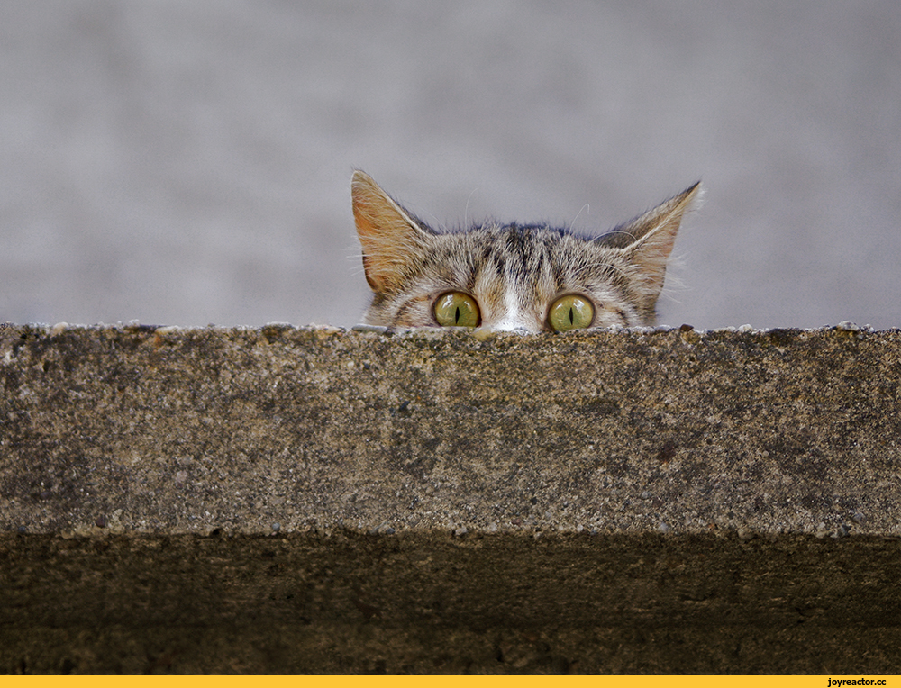 Фото из свободных источников