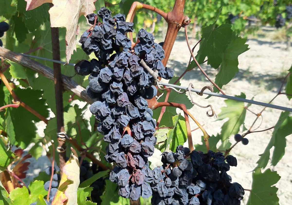 аппассименто, фото интернет