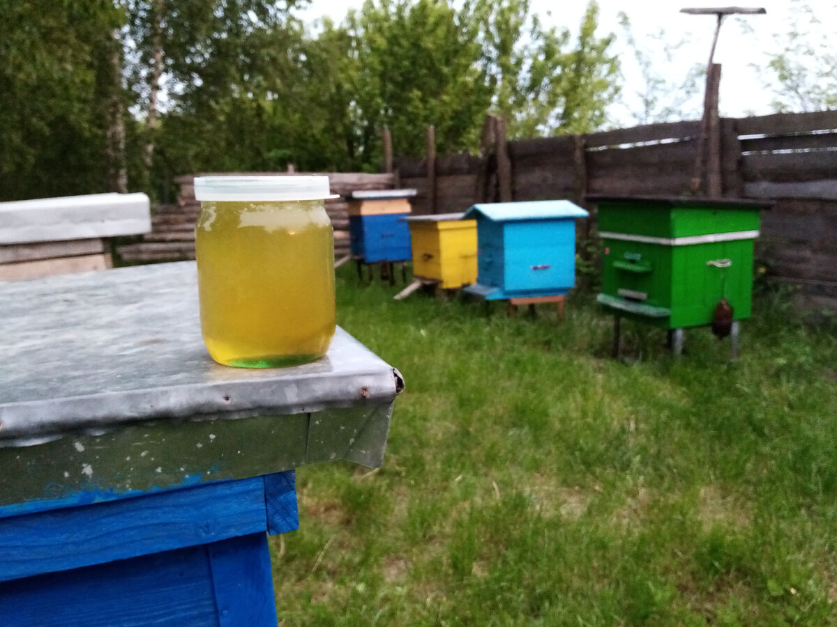 Рапсовый мед