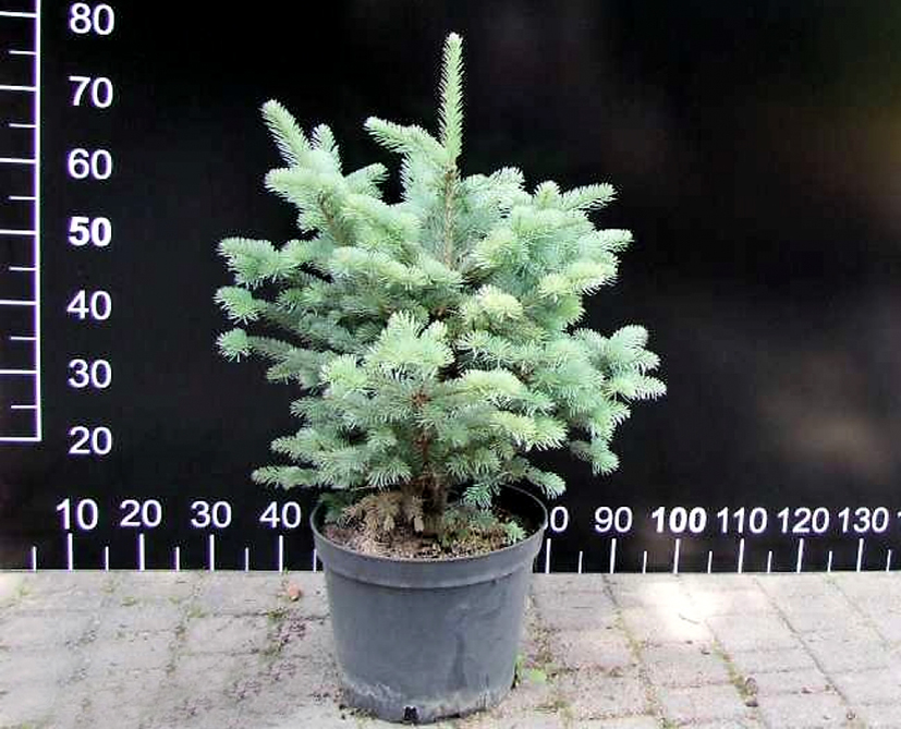 Пихта горная Compacta