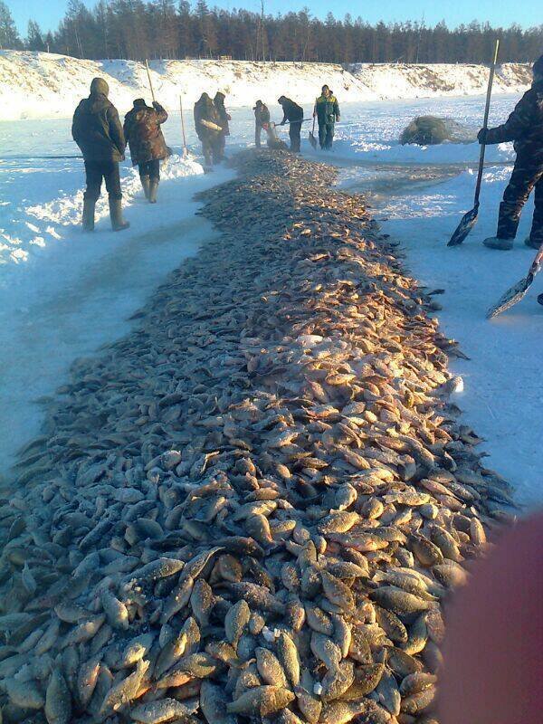 Рефтинский рыбхоз. Рыбы зимой. Куча рыбы на льду. Рыбалка зимой. Много рыбы на льду.