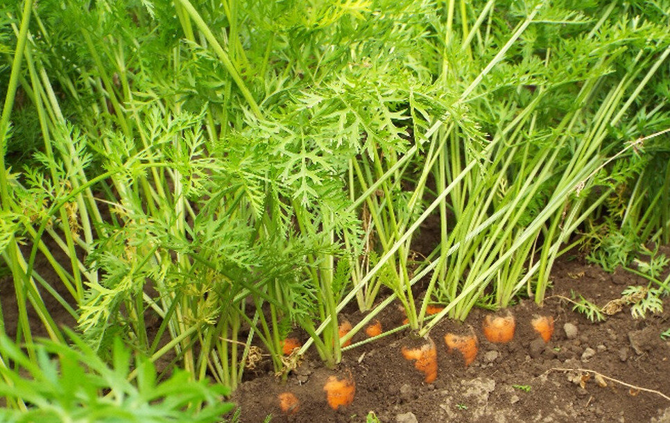 Как растет морковь. Морковь с ботвой. Морковь Берликум Роял. Морковь на грядке. Морковная грядка.