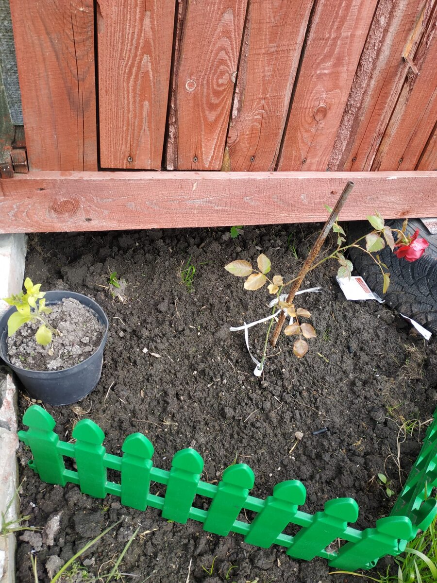 Фото старое, 2 недели назад сам цветок обрезала, пошли новые листочки. Сегодня вечером добавлю свежее фото в эту же статью. 