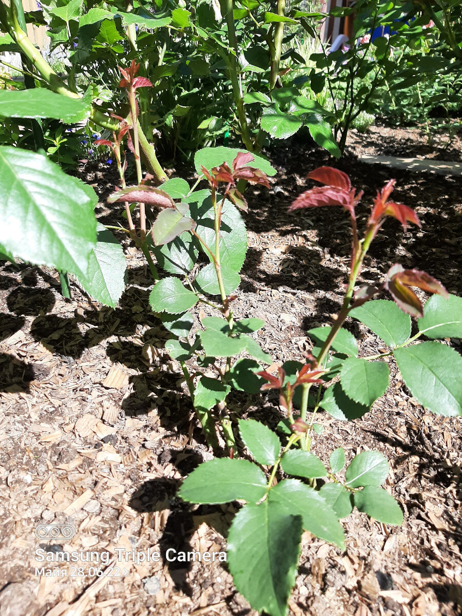 Дуфтвольке