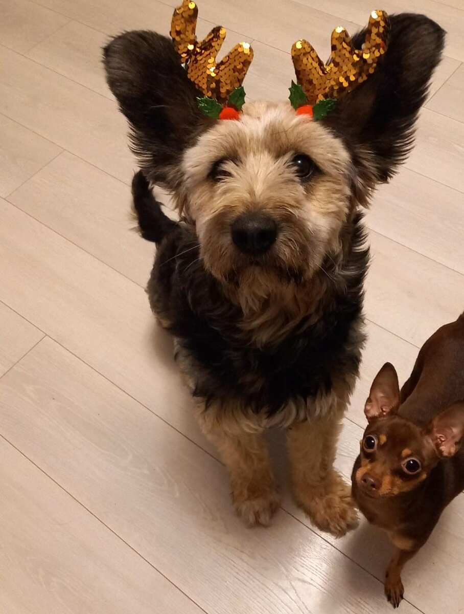 2 истеричные мелочи и 1 разумная собака )))
