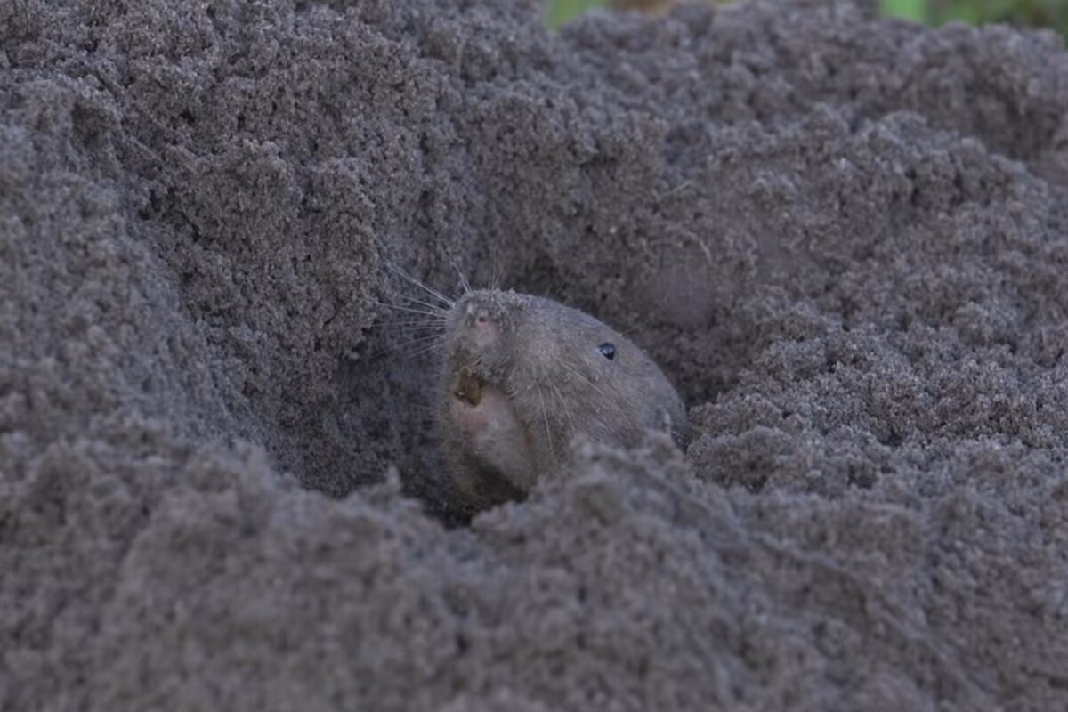     Эти крохи — единственные животные, занимающиеся фермерством помимо человека