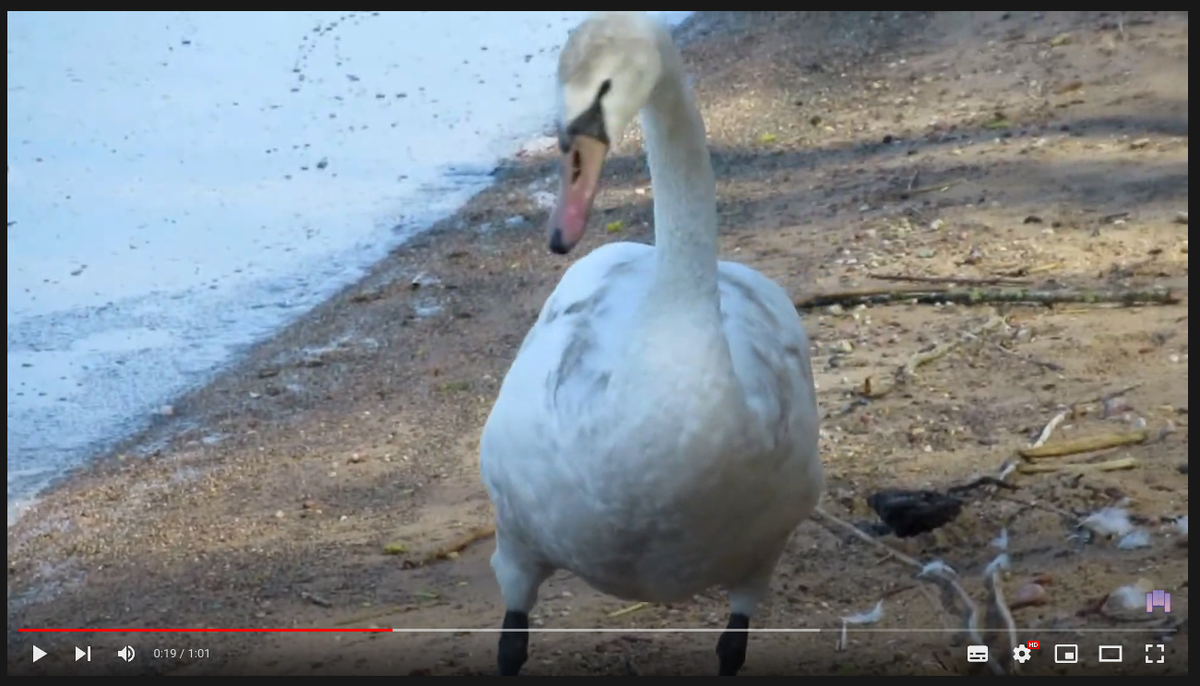 То самое видео с лебедем :)