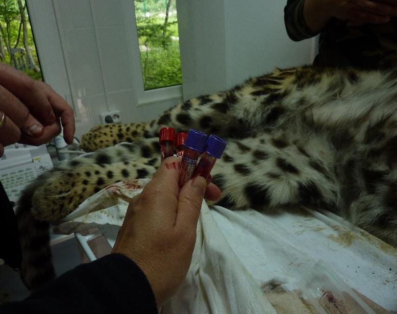 кровь на анализ. фото с оф.сайта www.leopard-kavkaz.ru