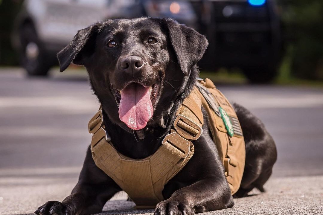     Посмотрите на тайную сторону жизни полицейской собаки. Кажется, она только веселится