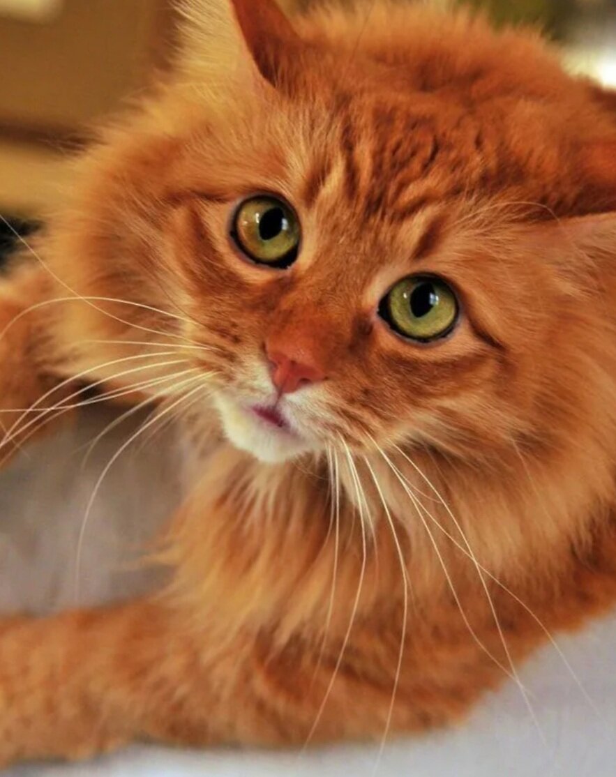 Люблю котиков
