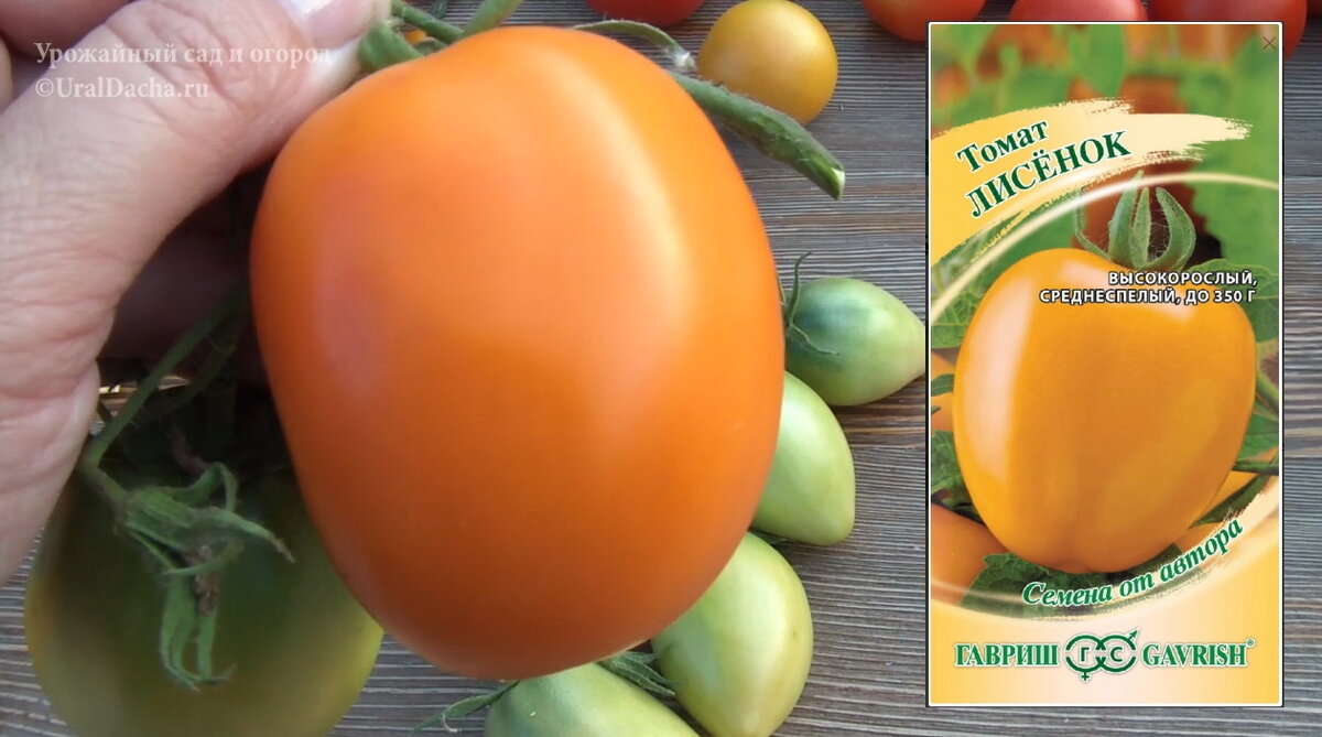 Сегодня мы разберём сорта и гибриды высокорослых томатов, которые высаживали в этом году.-4