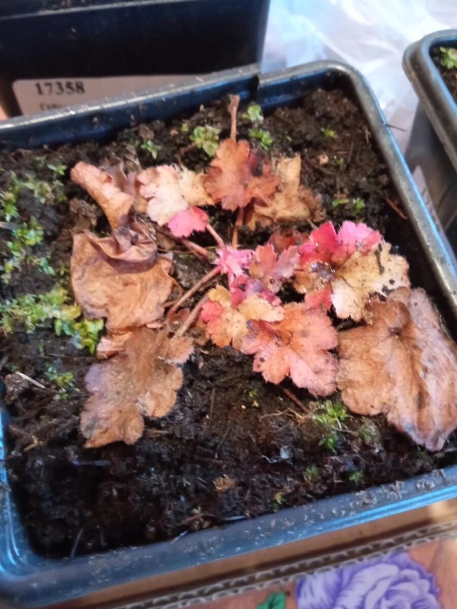 Было. Амбер Вейв