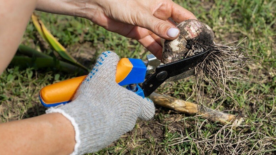 ShutterStock/Fotodom.ru