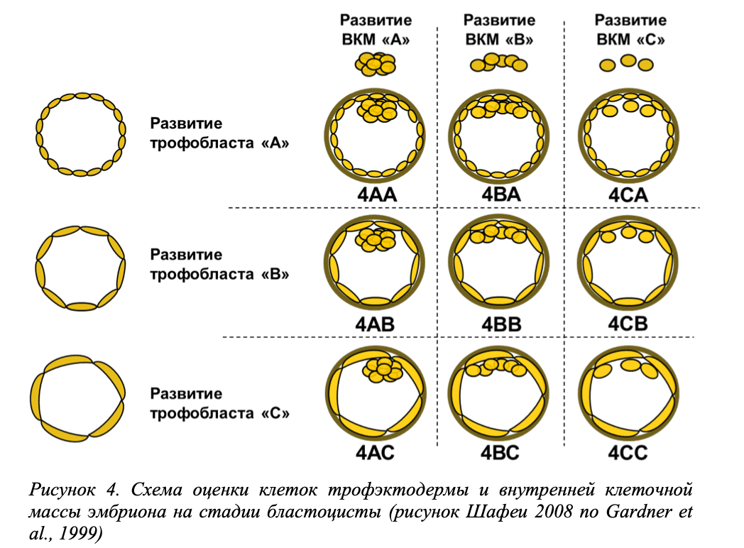 Таблица качества эмбрионов при эко классификация. Классификация бластоцист при эко по качеству. Эмбрион 3аа. Оценка качества эмбрионов.