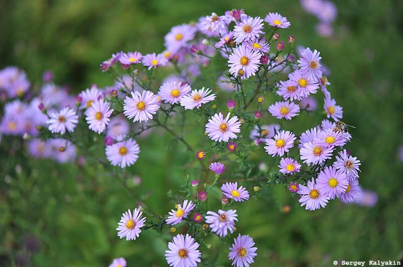 Розовая астра новобельгийская. 5 фото, листайте