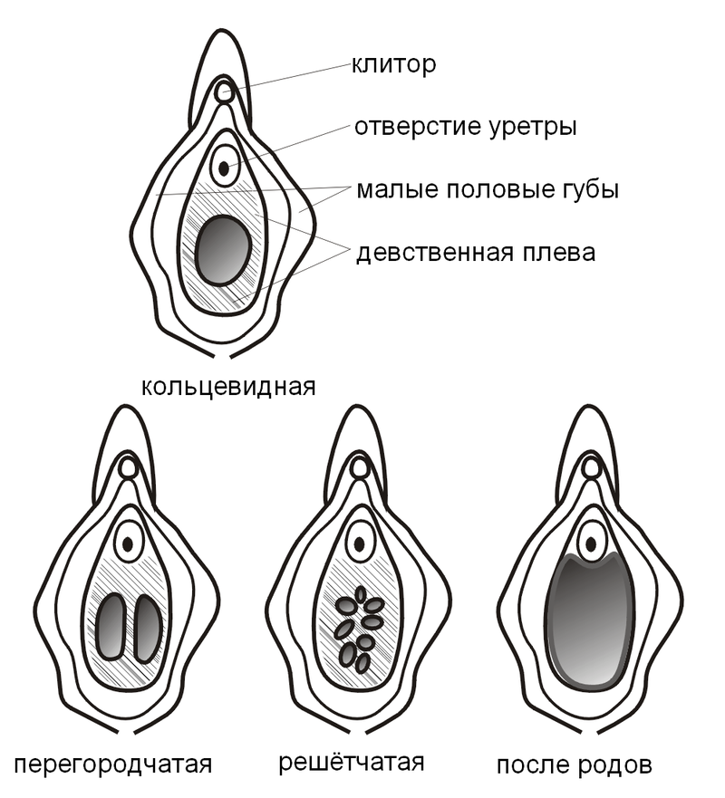 Половые органы рожавшей женщины (80 фото)