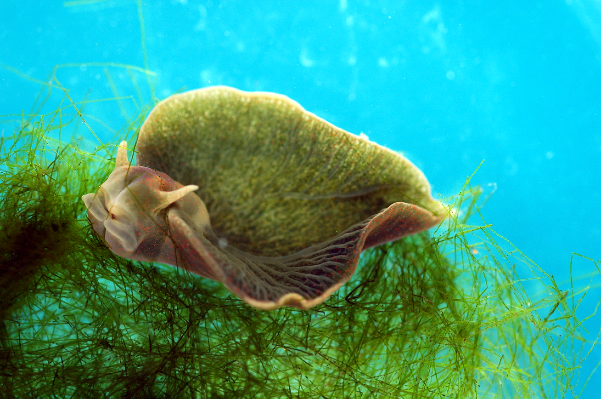 морской слизень элизия маргината. морская улитка (elysia chlorotica). морской слизень elysia chlorotica. изумрудная элизия. восточная изумрудная элизия.