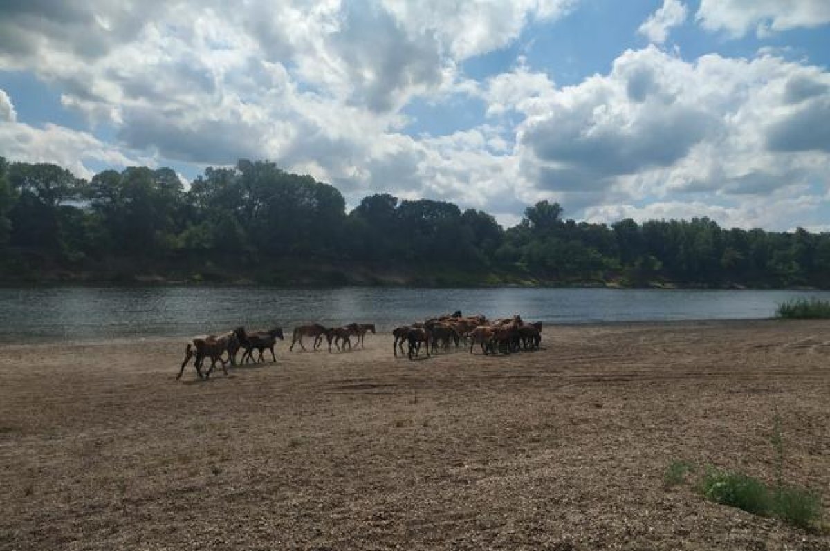    В Башкирии неизвестные выкрали 14 лошадей и жестоко расправились с ними